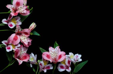 Güzel alstroemeria çiçek kopya ile siyah bir arka plan 