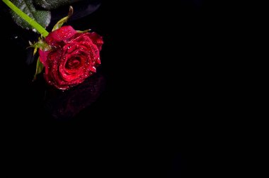 Kırmızı su ile gül siyah bir arka plan için boş alan damla 