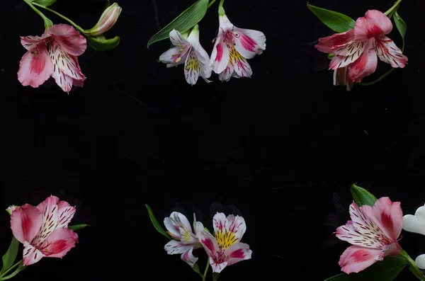 Hermosas flores de alstroemeria sobre un fondo negro, con copia —  Fotos de Stock