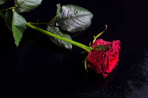 Rosa roja con gotas de agua sobre un fondo negro, espacio libre para —  Fotos de Stock