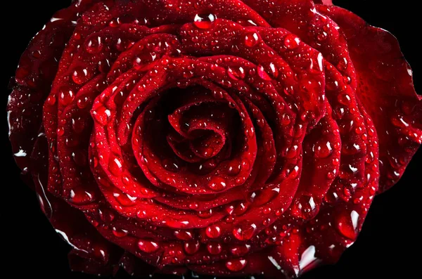 Röd ros blomma med daggdroppar på svart bakgrund, makro. — Stockfoto