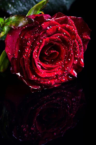 Röd ros med vatten droppar på en svart bakgrund, fritt utrymme för — Stockfoto