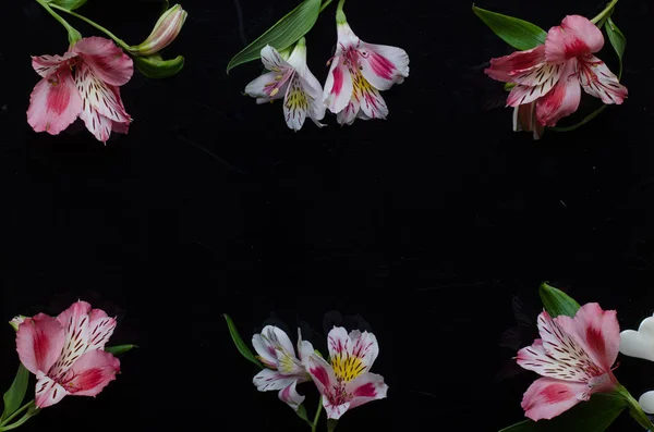 Beautiful alstroemeria flowers on a black background, with copy Stock Photo
