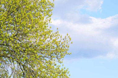 Dalları mavi gökyüzüne karşı yeşil yaprakları ile.