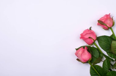 Pembe Gül izole kopya alanı beyaz zemin üzerine.