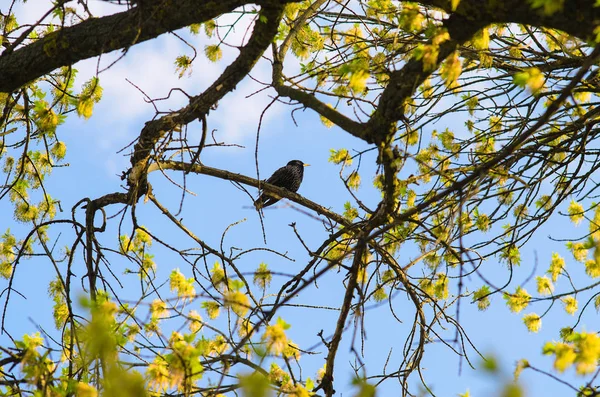 Un pajarito en las hojas de un árbol contra un cielo azul . — Foto de Stock