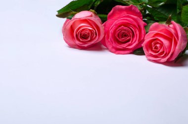 Pembe Gül izole kopya alanı beyaz zemin üzerine.