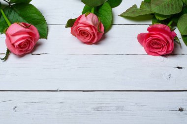 Beyaz ahşap arka planda, senin tex için boş alan pembe güller