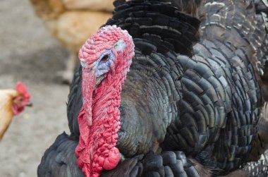 Büyük bir kırmızı parça kafasına bir Türkiye portresi.
