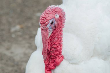 Büyük bir kırmızı parça kafasına bir Türkiye portresi.
