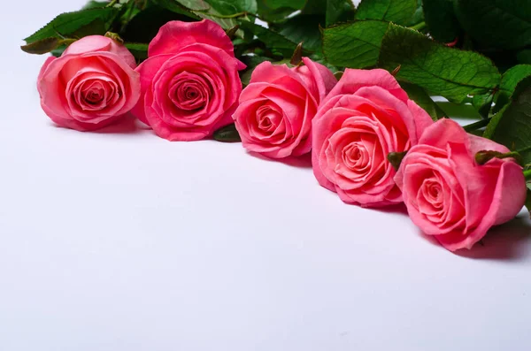 Rosa rosas isoladas em fundo branco com espaço de cópia . — Fotografia de Stock