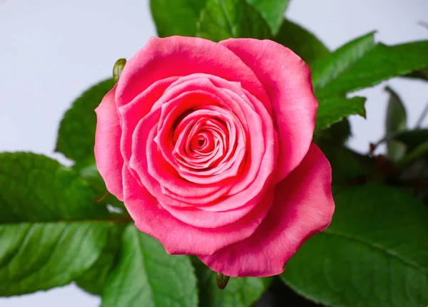 Beautiful pink rose, top view.