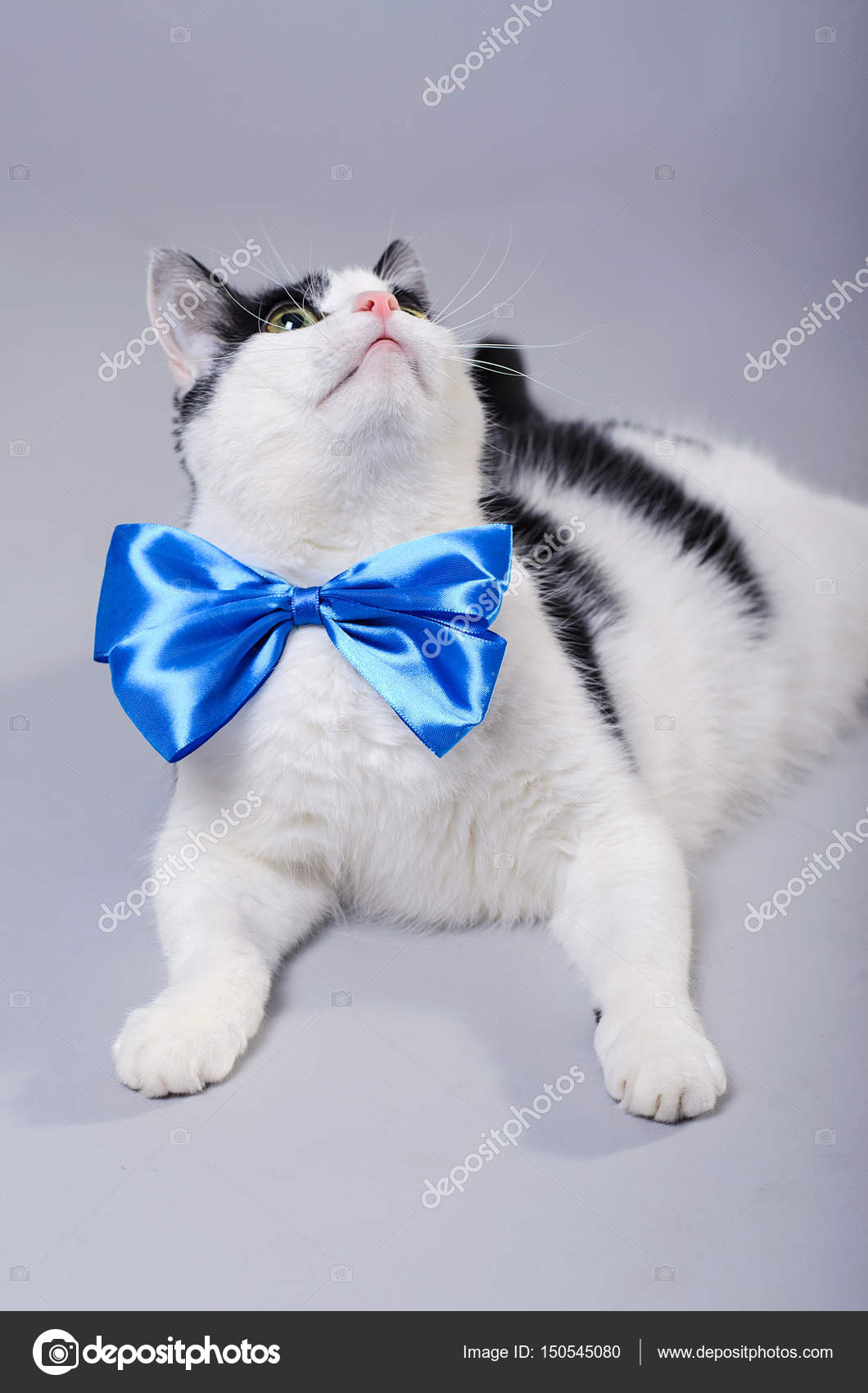 Beau Chat Avec Un Nœud Papillon Bleu Photo Isolee Image Libre De Droit Par Mihakonceptcorn C Beau Chat Avec Un Nœud Papillon Bleu Photo Isolee Image Libre De Droit Par Mihakonceptcorn C
