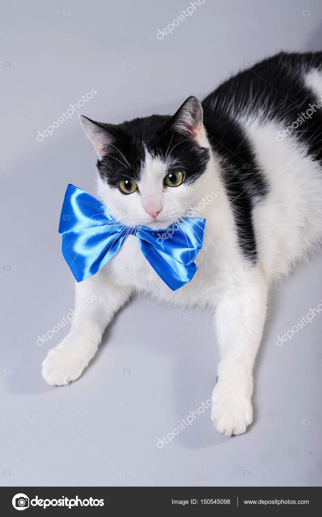 Un Chat Noir Et Blanc Porte Un Nœud Papillon Bleu
