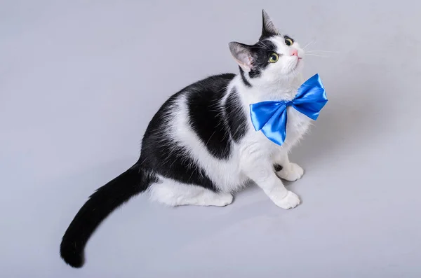 Gato bonito com um laço azul, foto isolada . — Fotografia de Stock
