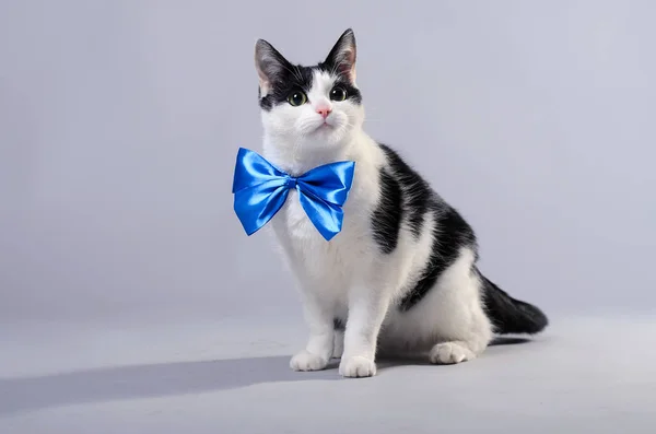 Um gato preto e branco usa um laço azul . — Fotografia de Stock