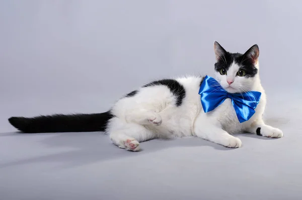 Um gato preto e branco usa um laço azul . — Fotografia de Stock