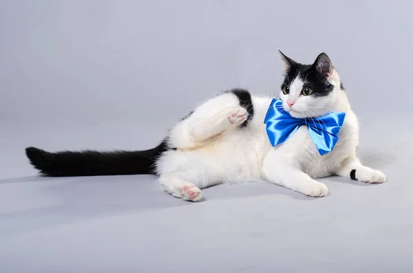 Gato bonito com um laço azul, foto isolada . — Fotografia de Stock