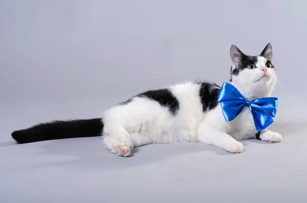 Gato bonito com um laço azul, foto isolada . — Fotografia de Stock