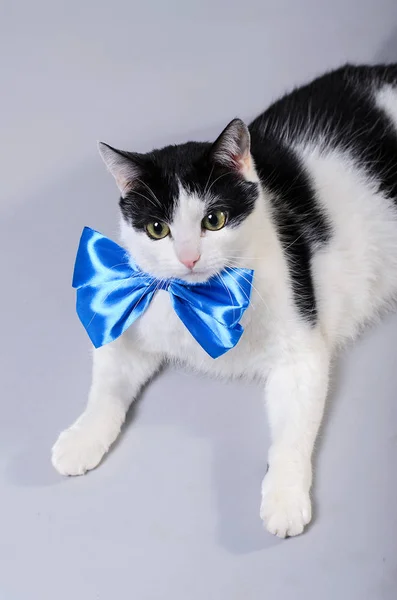 Um gato preto e branco usa um laço azul . — Fotografia de Stock