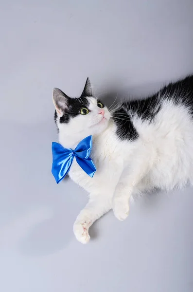 Gato bonito com um laço azul, foto isolada . — Fotografia de Stock