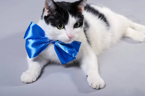 Um gato preto e branco usa um laço azul . — Fotografia de Stock