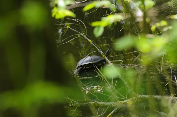 Tortuga en la hierba . — Foto de Stock