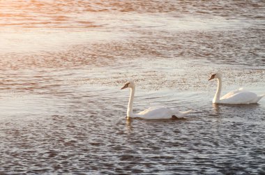 Güzel kuğular gölde gün batımı sırasında boş alan yüzme. İki 