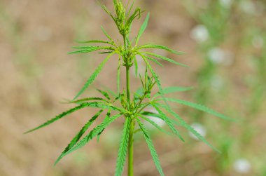 Yeşil esrar çalı yakın çekim, arka plan kopya alanı ile.