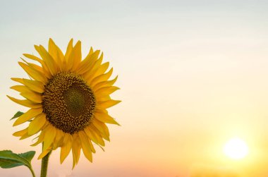 Parlak ayçiçeği gökyüzü günbatımı.