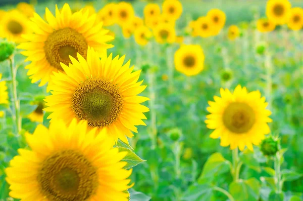 Feld von hellen Sonnenblumen, Sommerlandschaft. — Stockfoto