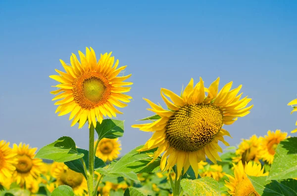 Feld von hellen Sonnenblumen, Sommerlandschaft. — Stockfoto