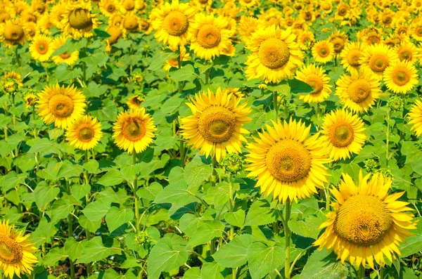 Fältet av ljusa solrosor, sommarlandskap. — Stockfoto