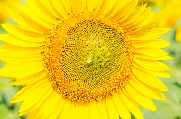 Girassol brilhante flor close-up, fundo de verão . — Fotografia de Stock