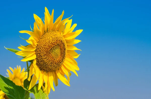 Bright sunflower against the blue sky, free space. — Stock Photo, Image