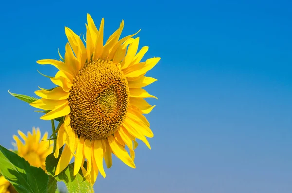 Girasole luminoso contro il cielo blu, spazio libero . — Foto Stock