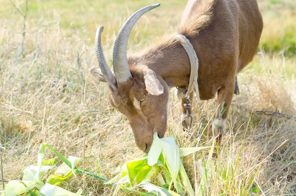 Cabra castanha no pasto, espaço livre. Retrato de uma cabra closeu — Fotografia de Stock