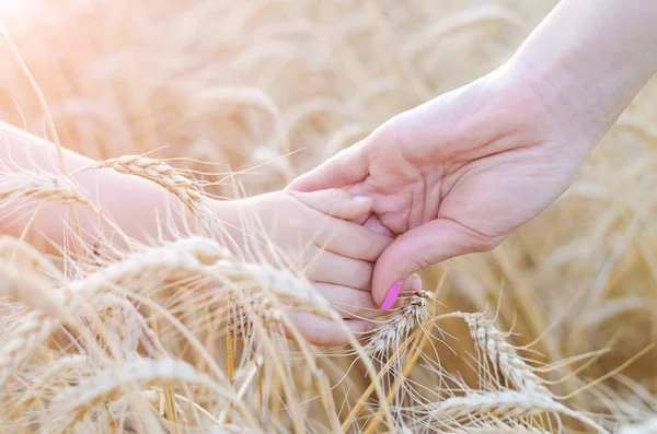 Mãe e filha de mãos dadas e caminhar ao longo do trigo dourado fiel — Fotografia de Stock