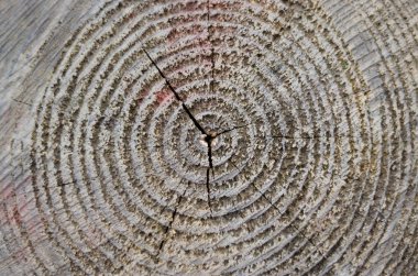 Cebire doku arka plan. Ahşap doku.