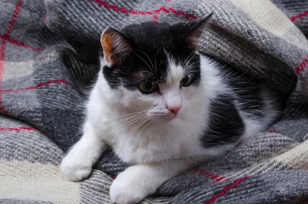 Gato preto e branco envolto em um cobertor . — Fotografia de Stock