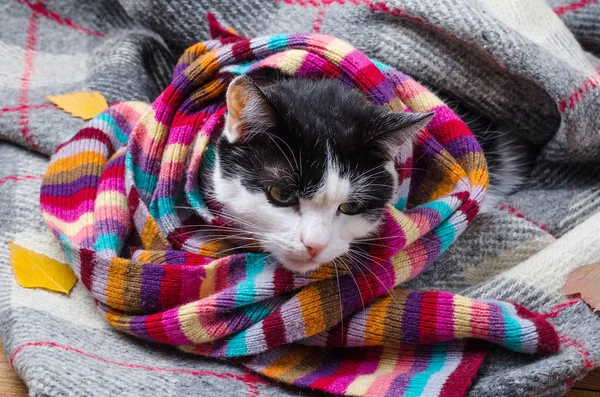 Chat enveloppé dans une écharpe chaude et des feuilles d'automne . — Photo