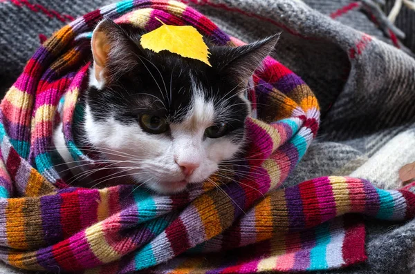 Kedi sıcak eşarp ve sonbahar yaprakları sarılmış. — Stok fotoğraf