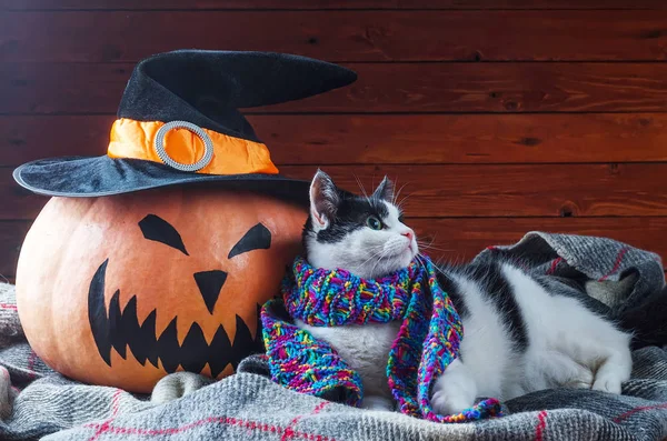 Хэллоуин, оранжевая тыква и кошка в шарфе на деревянном бэкгро — стоковое фото