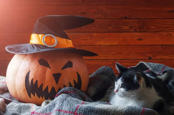 Fundo de Halloween, abóbora laranja em chapéu e gato em uma madeira — Fotografia de Stock