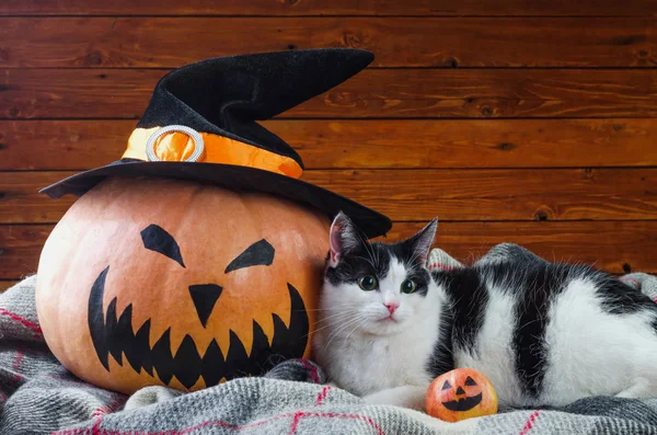 Cadılar Bayramı arka plan, turuncu kabak hat ve cat Tarih bir ahşap 