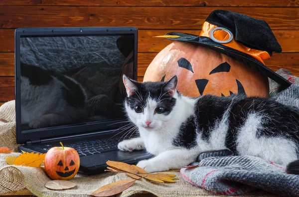 Halloween pozadí: oranžové dýně, kočka a notebook. — Stock fotografie