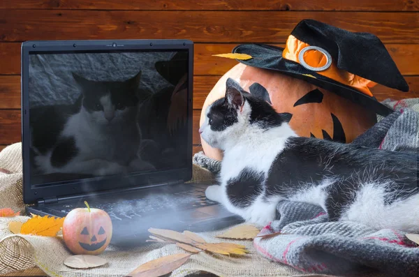 Fond Halloween : citrouille orange, chat et ordinateur portable . — Photo