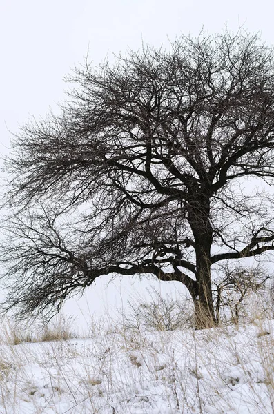 Bare tree close-up in winter. — Stock Photo, Image