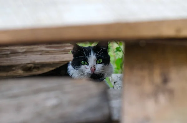 Portrait d'un chat aux yeux verts — Photo