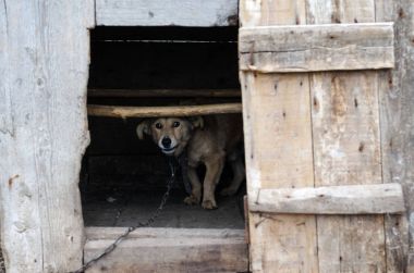 Melez köpek kulübesinde.